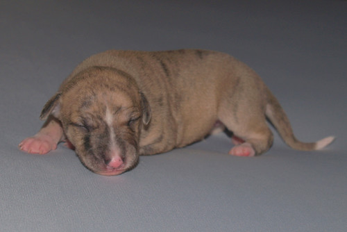 Whippet puppy: Animagi’s Acrobatic Aguti (9 days old)