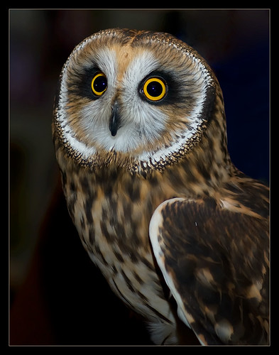 bravo captured nj demonstration owl naturecenter sb800 palmyracove 70300mmf456d shortearedowl asioflammeus nikond200 cedarrunwildliferefuge sharideangelo specanimal avianexcellence