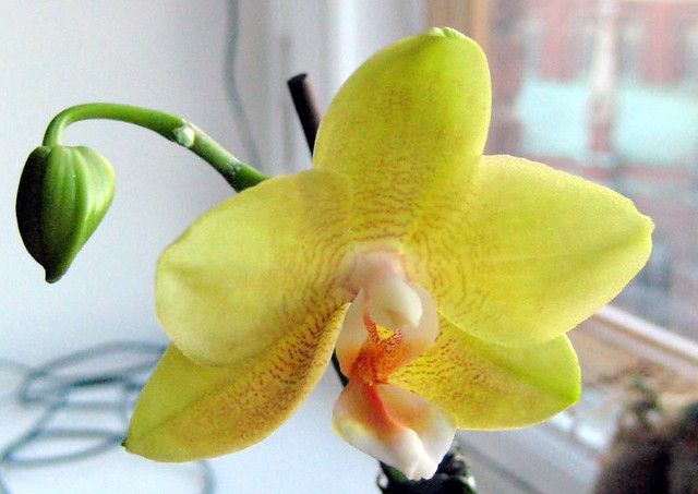 my old and faithful yellow orchid