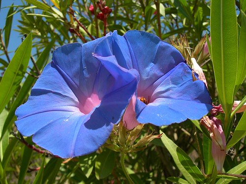 flowers blue sky flores flower portugal nature flor sjc summertime algarve fiore alcoutim convolvulus awesomeblossoms