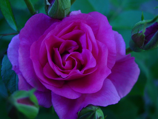Morden Centennial (Hardy Canadian Parkland Roses) | Flickr - Photo Sharing!