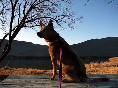 statepark camping dog sunrise roadtrip idaho laika bruneaudunes wagginwagon