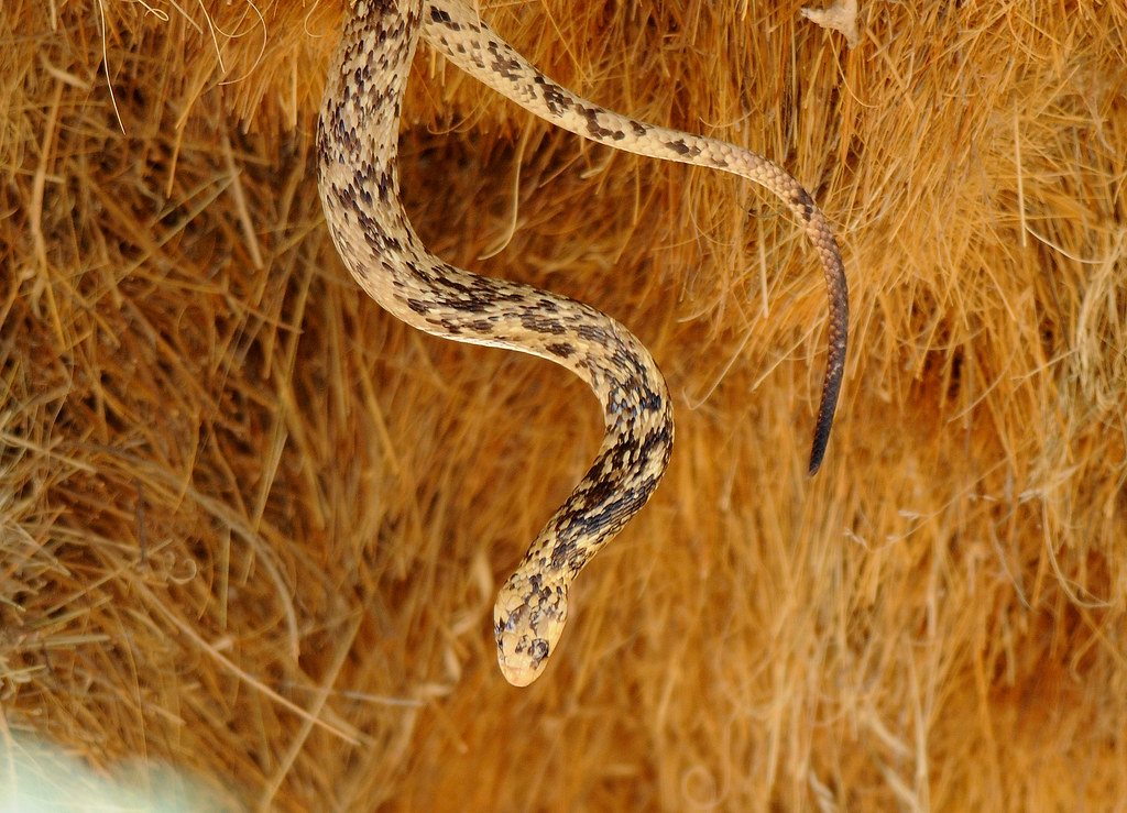 Cape Cobra raiding a sociable weavers nest - Kgalagadi TP - South Africa
