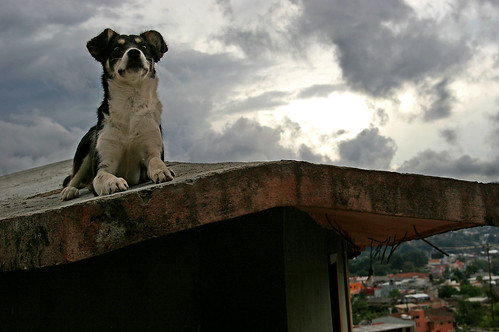 city travel urban dog mexico san view medical international chiapas cristobal aide rof cristóbal