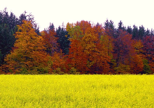 autumn fall colors field yellow geotagged bayern bavaria colorful colours herbst rape explore gelb raps canola rapeseed rapsfeld claudemunich herbstfärbung explore489071023 geo:lat=47981218 geo:lon=11533606