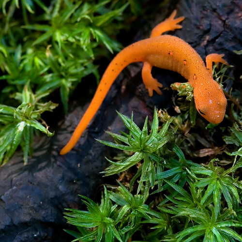 orange plants macro green wet canon wildlife salamander adirondacks cropped squarecrop newt photooftheday eos30d diamondclassphotographer tklancer