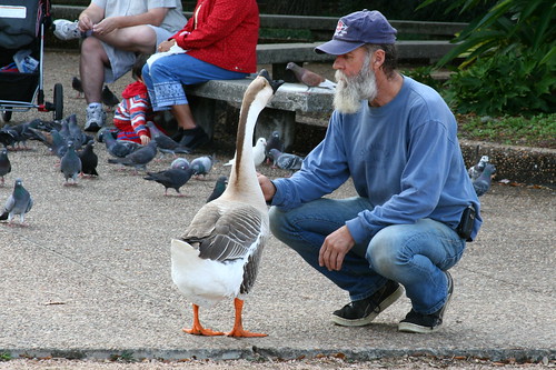 park friends usa bird nature animal texas houston goose hermannpark