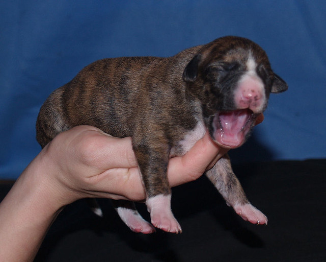Animagi's Allocco Whippet puppy : 5 days old