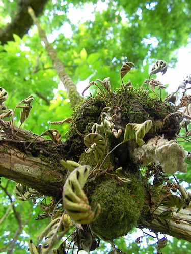 old fern macro tree rural mississippi moss south rope swing pecan lincolncounty