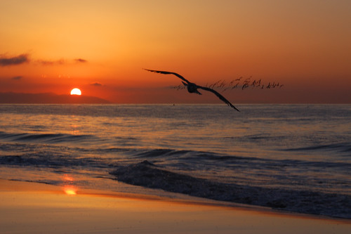 california sun bird beach birds silhouette santabarbara sunrise geotagged waves seagull flight pacificocean eastbeach