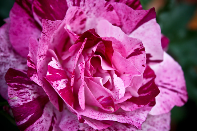 purple tiger rose | Flickr - Photo Sharing!
