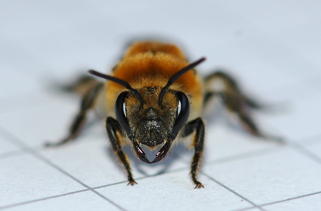Colletes thoracicus (Colletidae), Cellophane Bee