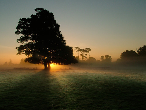 mist tree field sunrise dawn glow buckinghamshire treeline slough berkshire kevday langleypark naturesfinest langleycountrypark treesubject
