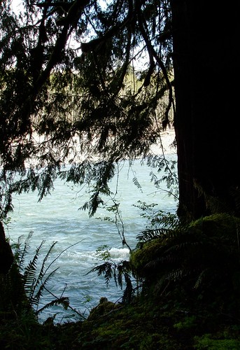 lake beach water river washingtonstate quinaultrainforest