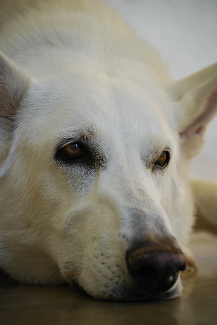 White German Shepherd | Flickr - Photo Sharing!
