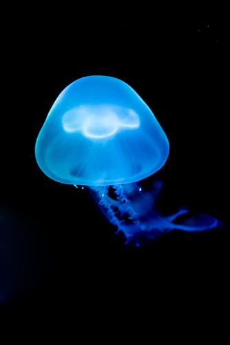 blue fish oklahoma animals colorful neon jellyfish glow bright pentax sting floating jelly jenks oklahomaaquarium k100d