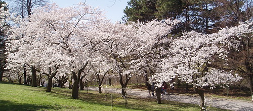 Cherry Blossoms @ High Park