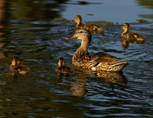 baby bird birds animal duck colorado wildlife birding ducks domestic ave mallard waterfowl ornithology avian anasplatyrhynchos 2007 greeley dabblingduck featheryfriday anatinae clff specanimal avianexcellence glenmerepark