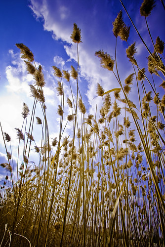 sky beautiful clouds detroit cattails fabulous pampasgrass blueribbonwinner aplusphoto excapture thisphotorocks goldstaraward llovemypics mostbeautifulpictures favtop50 bestofbeautiful