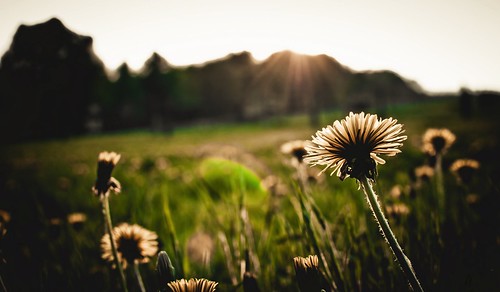 sunset flower sonnenuntergang pflanzen wiese dandelion blume landschaft wald löwenzahn woodforest meadowgrassland
