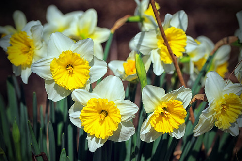 historicdaffodils daffodils spring spring2017 inmybackyard gastonia northcarolina dorameulman landscape beautiful