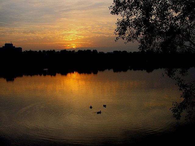 duck sunset2