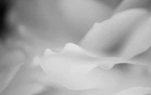 nature flower begonia petals macro undulating edges light depth field bokeh blur dreamy soft focus macromonday theme bw song nights white satin moody blues 1967 fitzroy gardens conservatory abstract
