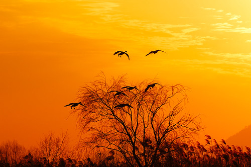 sunset tree bird yellow gold flying korea busan soe 10faves d2xs platinumphoto aplusphoto goldstaraward