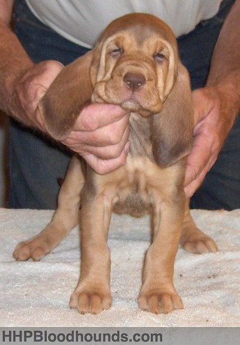 puppy bloodhound hhpbloodhounds