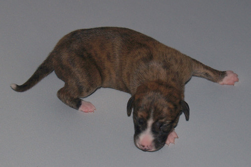 Whippet puppy: Animagi’s Allocco (9 days old)