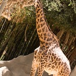 San Diego Zoo 065