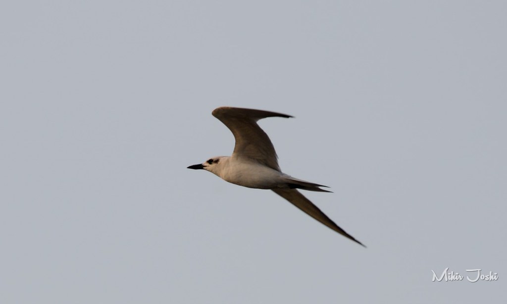Gull-billed tern [Gaviotín Pico Grueso]