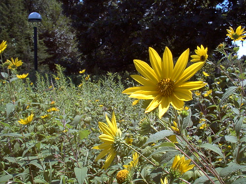 flowers summer field yellow forest wildflowers