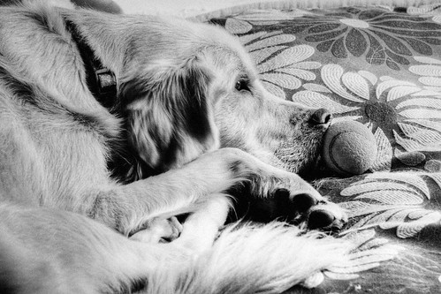 blackandwhite bw dog pet goldenretriever puppy hobbes hdr highdynamicrange ©tylerknottgregson