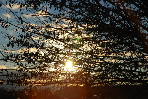 sunset tree sol atardecer árbol
