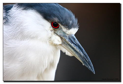 portrait reflection bird eye heron nature zoo fantastic florida miami bigma wildlife picture portfolio soe avian blackcrownednightheron metrozoo nycticoraxnycticorax naturesfinest miamimetrozoo blueribbonwinner vob supershot sigma50500mmf463exapo specanimal abigfave shieldofexcellence anawesomeshot picturefantastic betterthangood theperfectphotographer goldstaraward mamidadeco