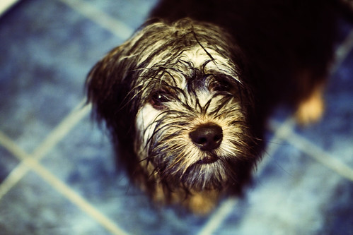 portrait dog pet cute green wet canon puppy fur xpro crossprocessed bath teal shihtzu scout clean terrier soggy damp sigma30mmf14 40d