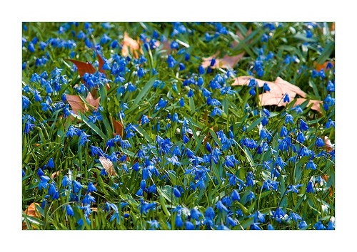 blue flower green fall grass spring blossom bloom leafs philipp klinger dcdead