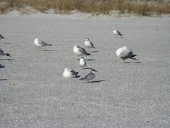 Seagulls and terns