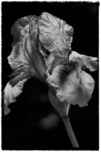 iris bw flower