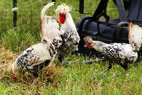 chickens poultry hen roosters featheryfriday spitzhauben ultimateshot appenzellerspitzhauben