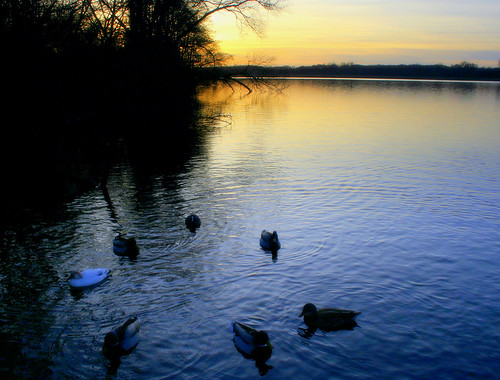 sunset fab lake circle ducks naturesfinest mywinners anawesomeshot superbmasterpiece diamondclassphotographer betterthangood