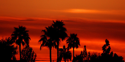 trees sunset red arizona sky phoenix night palmtrees