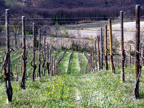 life wood friends italy panorama sun mountain holiday flower colour green garden easter relax landscape spring wine wind geometry hill perspective peaceful vine symmetry explore po feeling grape soe grapevine collina caseo pavia pavese oltrepo isawyoufirst