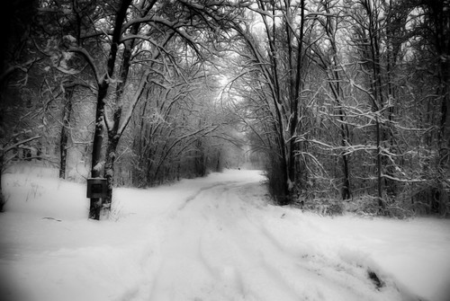 road trees winter blackandwhite bw snow sign path branches trail curve ruts diamondclassphotographer