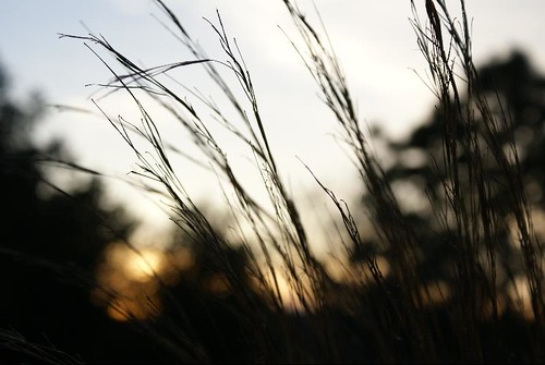 sunset grass connecticut mansfield