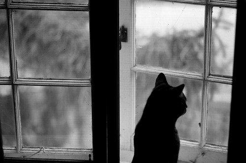 bw blancoynegro home window cat jack kitty screen 100mm aurora moire p2wy jackiepants d3tokina