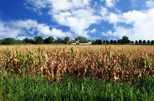 italy field geotagged countryside corn italia farm country campagna campo fields lombardia grano campi fattoria