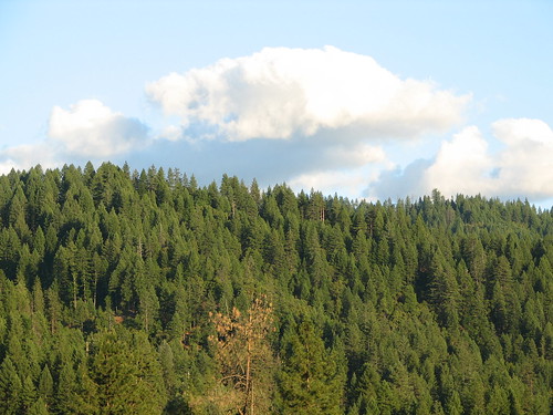california forest landscape