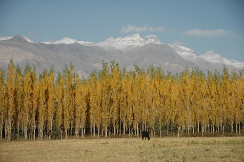aesdpn autumn wakhanvalley pamirs tajikistan mountains badakhshan landscape yellow centralasia
